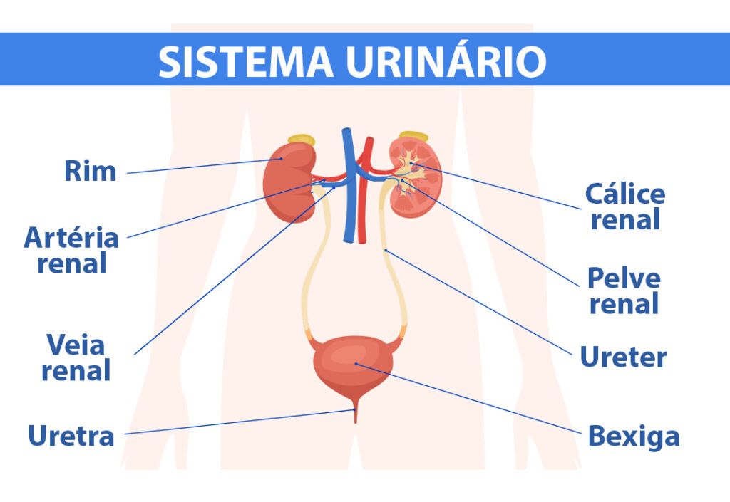 litiase renal, sistema urinário